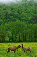 Boxley Valley Elk