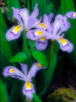 Crested Iris