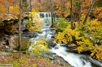 Falling Water Falls and Witch Hazel