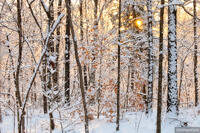 Heavy Snow at Sunrise
