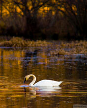 Trumpeter Swan