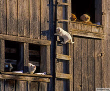 Barn Cats