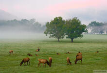 Bull Elk and Harem