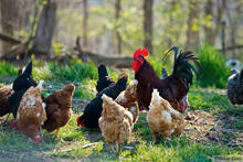 Rooster and Hens