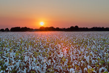 Cotton Field