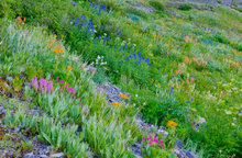 Indian Paintbrush