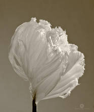 Frost Flower