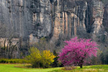 Steele Creek Redbud
