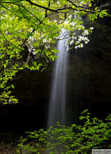 Waterfall and Dogwood