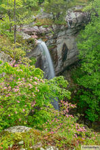 Ozark Waterfall and Wild Azalea