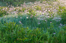 Pale Purple Coneflower II
