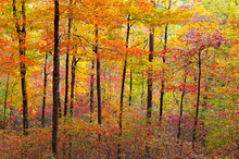 Ozark Hardwoods
