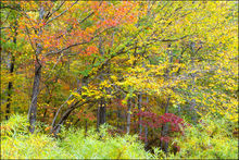 Creekside Fall Color