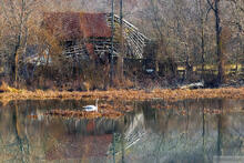 Mill Pond and Trumpeter Swan