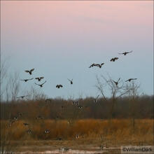 Flushing Ducks
