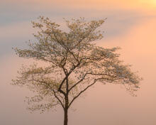 Dogwood tree overlooking the war eagle river at sunrise with fog.