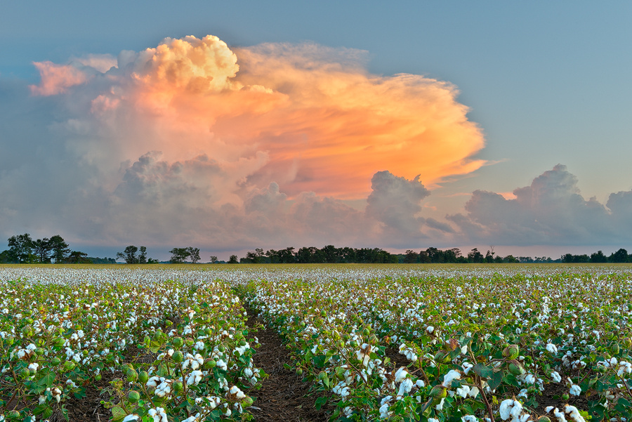 Cotton field ready for harvest as a huge thunderstorm over Memphis builds in the sky at sunset.