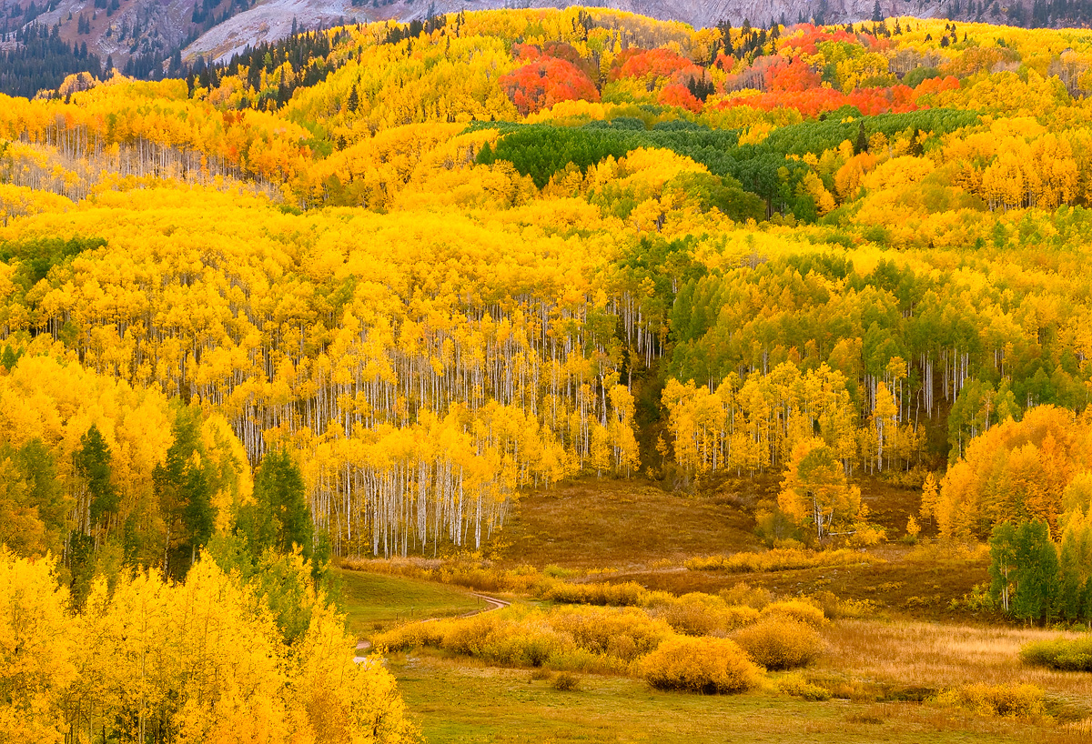 A spectacular display of fall aspen trees near Kebler Pass, Colorado
