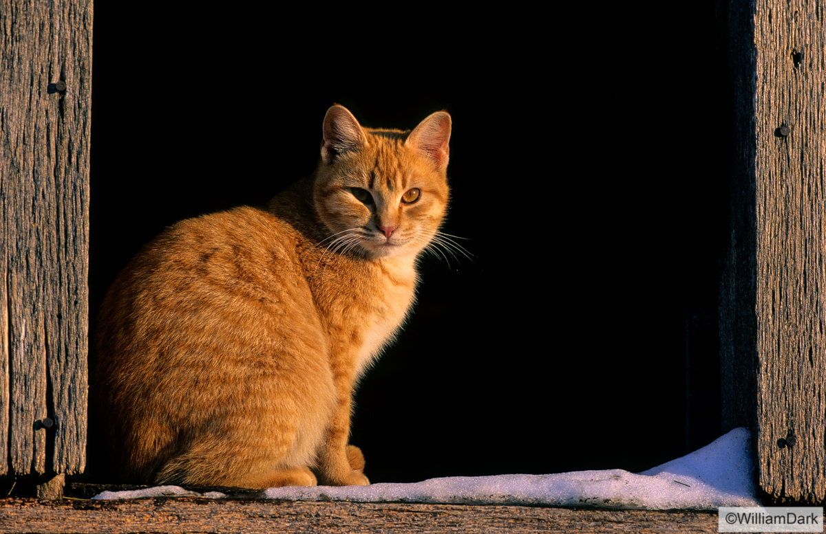 This orange barn cat caught my eye one afternoon...sunning in a barn window following a winter snow near Clifty Arkansas.