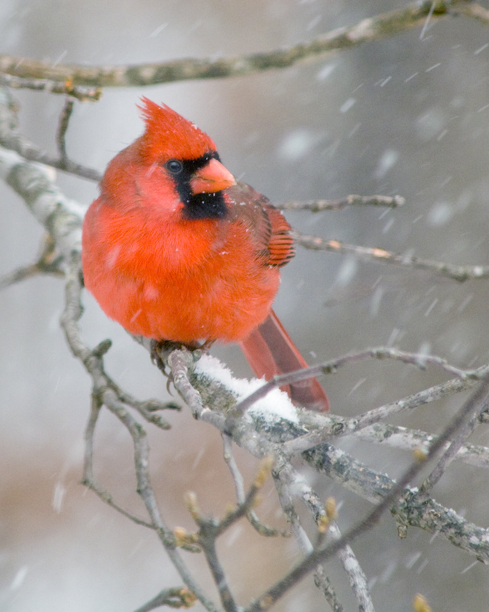 I always enjoy watching the cardinals gather around my feeder during cold snowy weather...