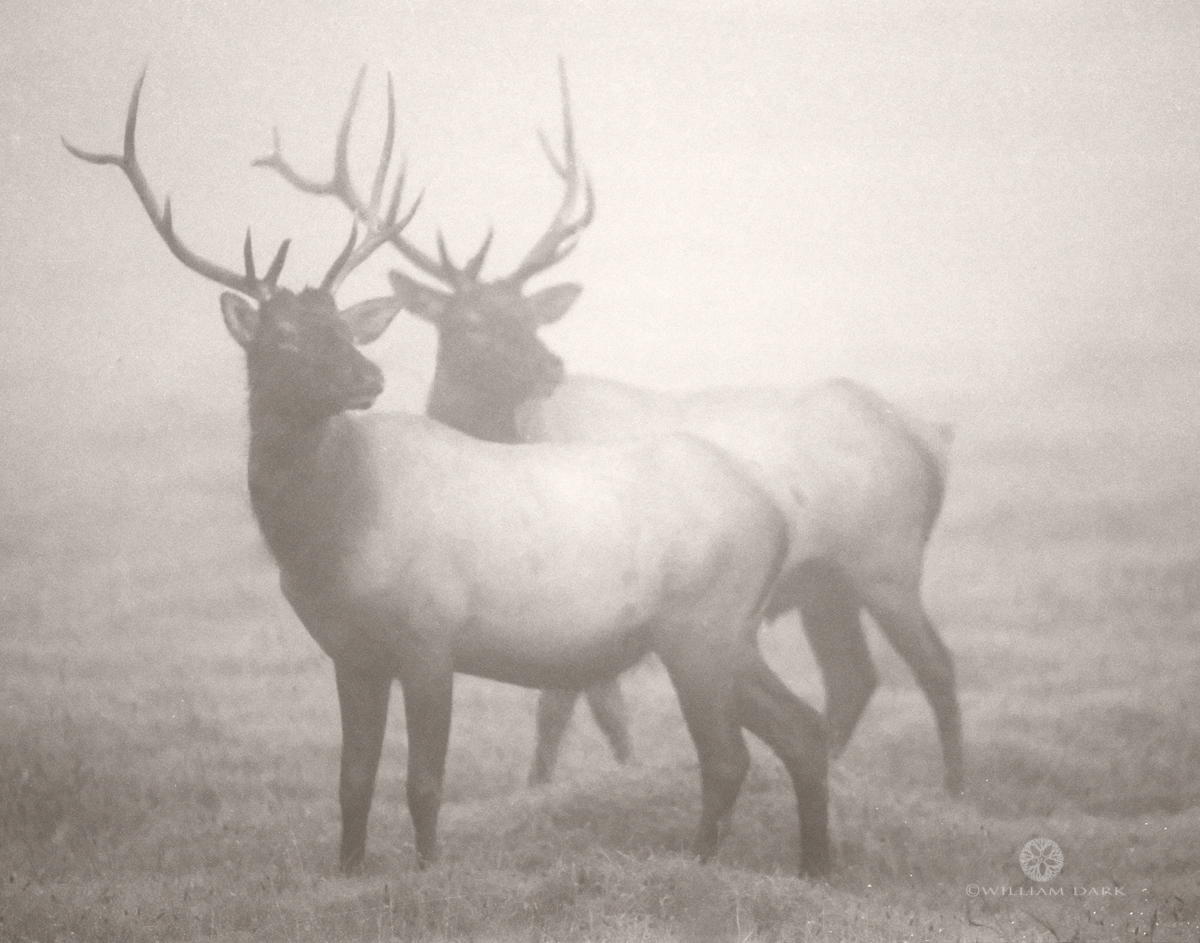 Bull elk in Boxley Valley, Arkansas.