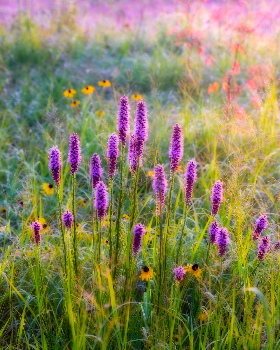 Just a beautiful group of blazing star...