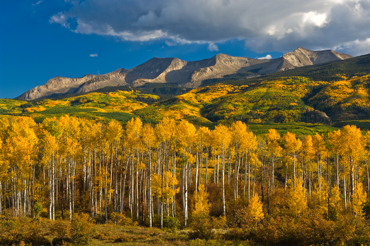 Aspens glowing in the late afternoon sun, near Crested Butte.