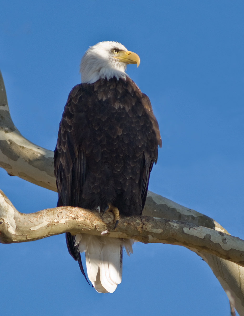 This mature bald eagle seemed to be enjoying the sun on a cold winter's morning.