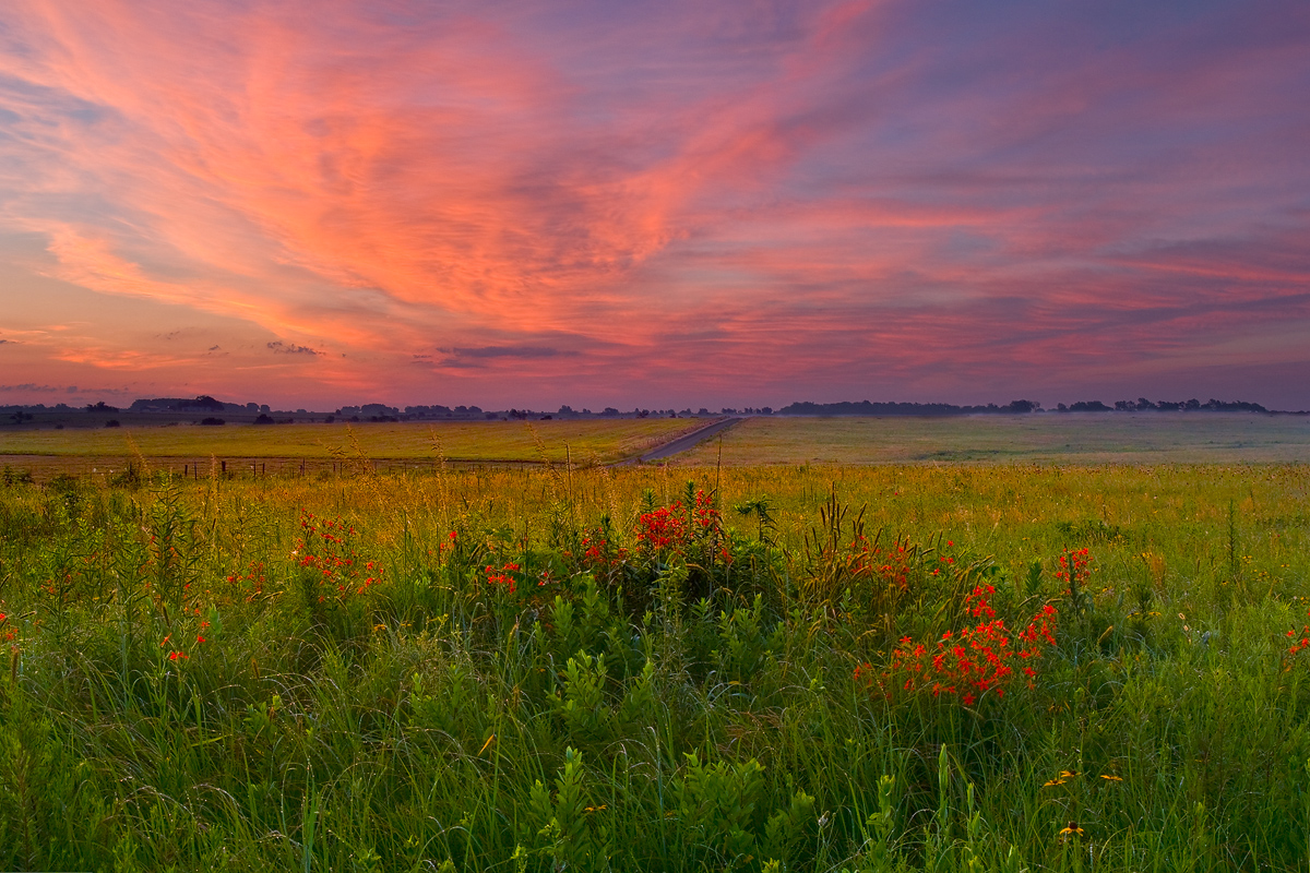 Spectacular clouds form at sunrise over royal catchfly - Missouri