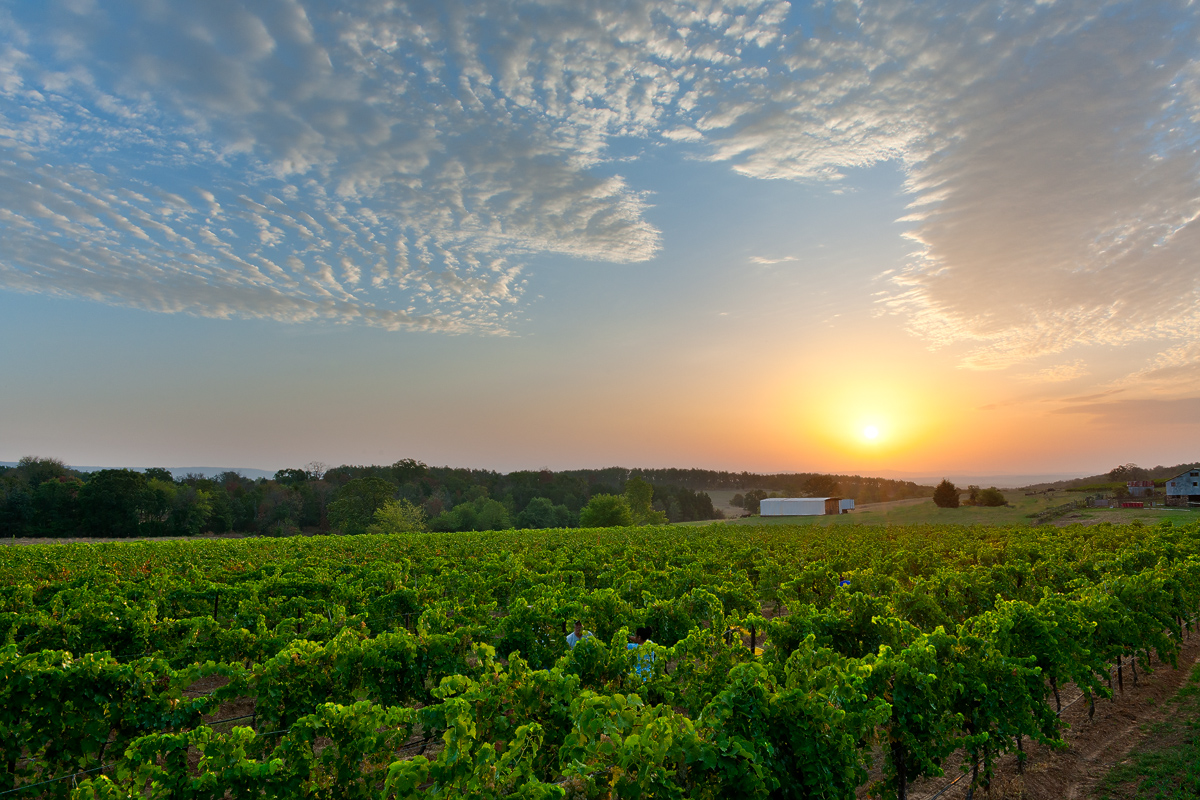 Grape harvest begins before sunrise at one of the Post Family vineyards.