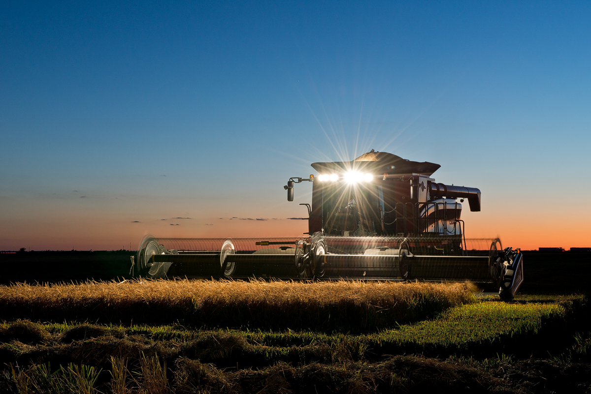 Rice combine working on the harvest at sunset near Osceola, Arkansas
