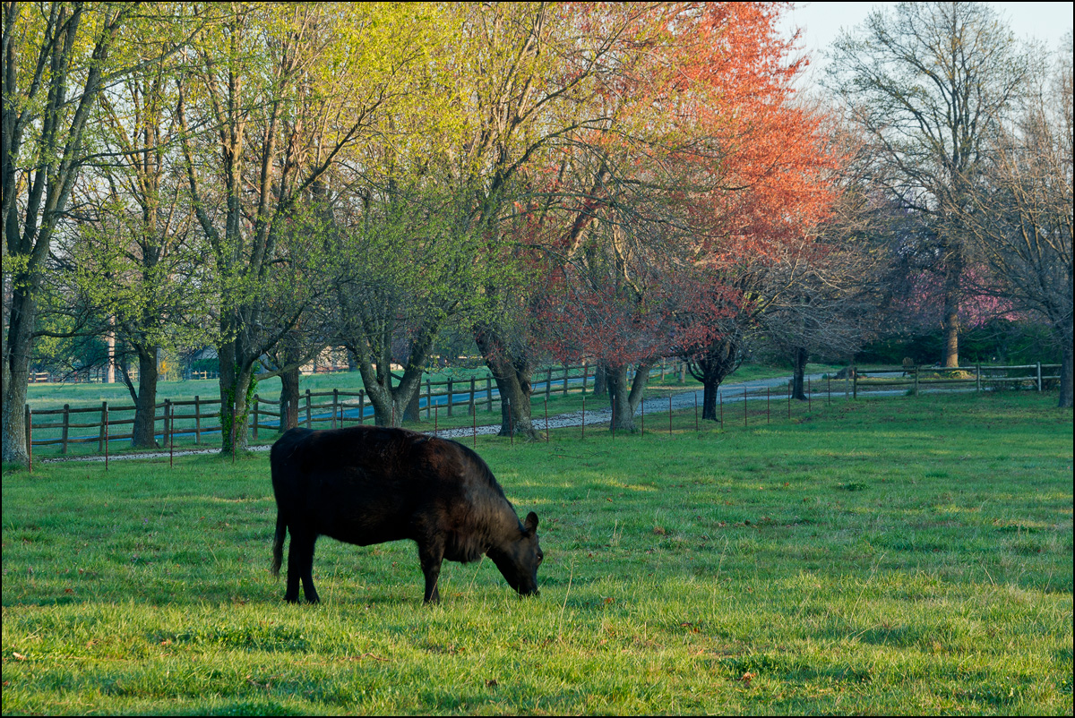 Soft morning light breaks through the&nbsp;trees at this cattle&nbsp;farm in Benton County, Arkansas.