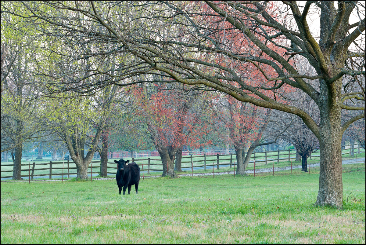 Soft morning&nbsp;light breaks through the&nbsp;trees at this cattle&nbsp;farm in Benton County, Arkansas.