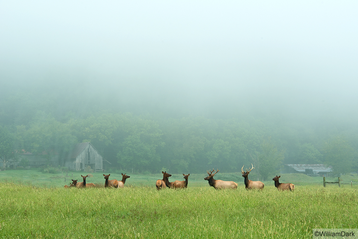 The morning fog created some soft light over this herd of elk near the Buffalo River.  Not sure if the two bulls ever got things...
