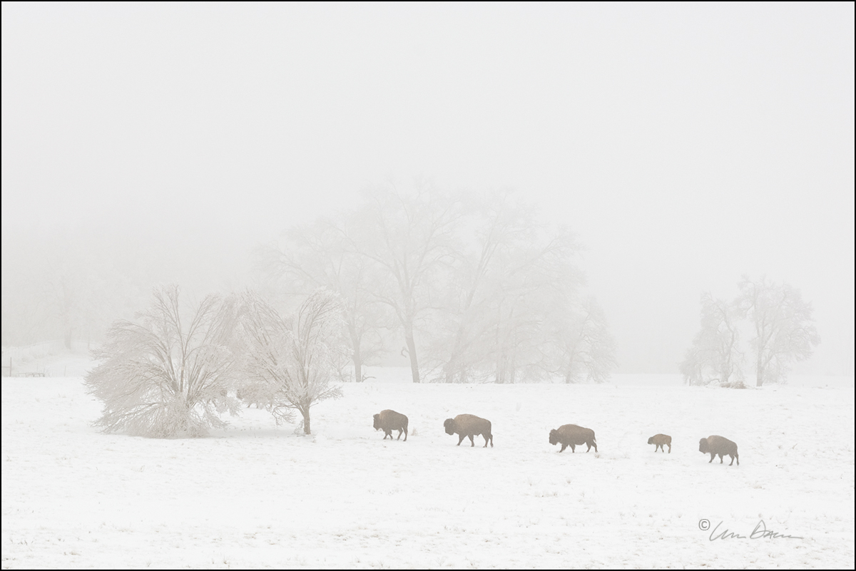 A small group of Buffalo seem to be looking for a little relief from the weather - from the epic snow and ice storm of 2009.
