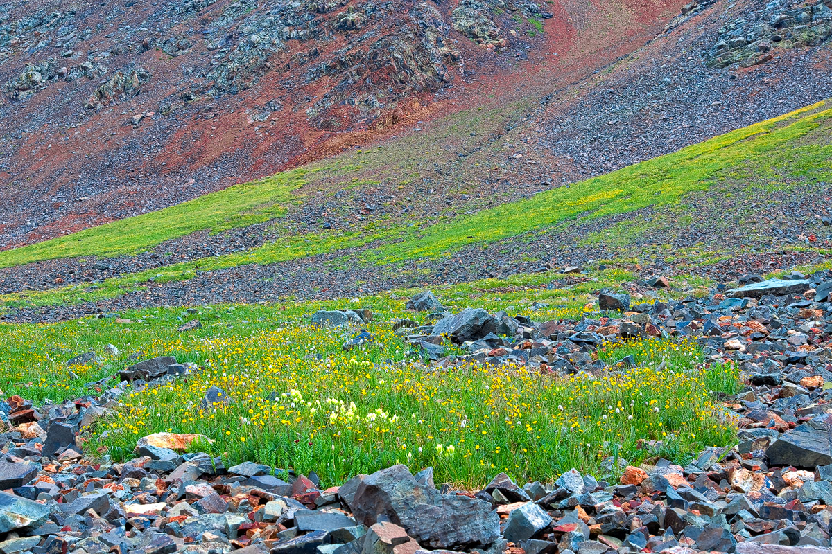 Gently sloping scree slope with scattered wildflowers in the San Juan Moutains of Colorado.