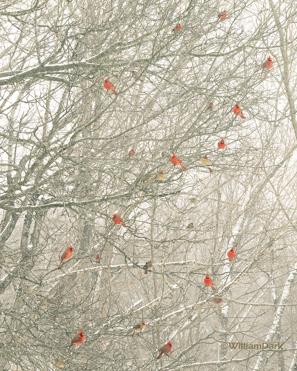 Cardinals waiting their turn at the feeder after a good snow.