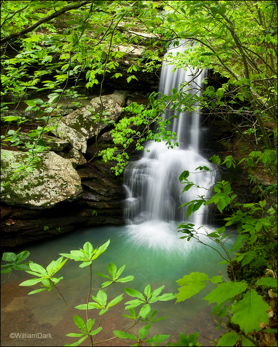 Umbrella magnolia trees surround this special waterfall location in the Ozarks.