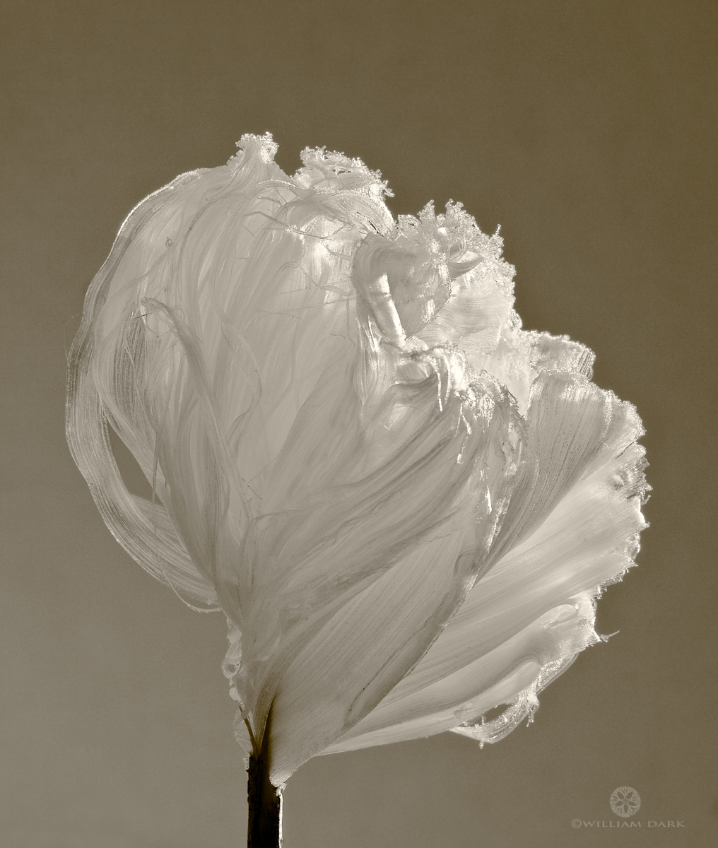 Delicate ice crystals form on a cold winter's night, resembling a flower.