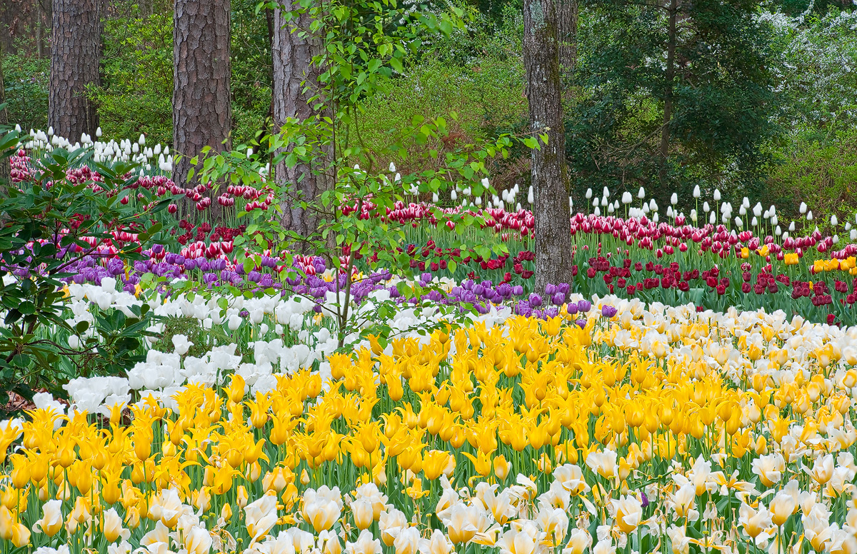 Rows of multi-colored tulips create a work of landscaping art.