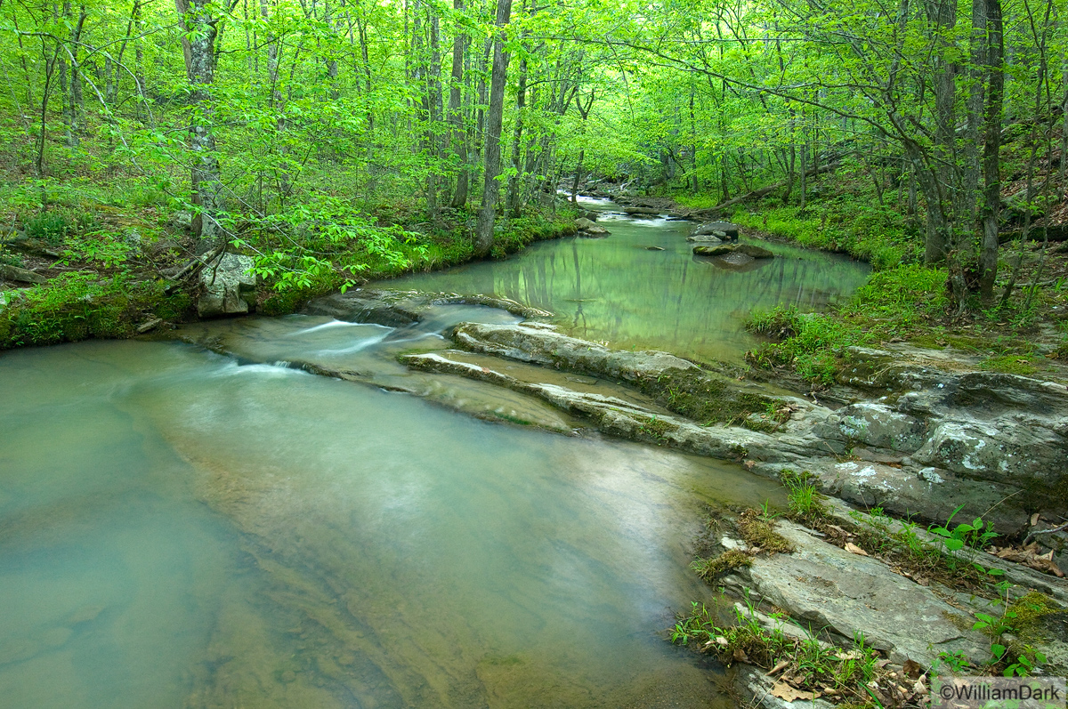 Late afternoon light illuminates this little creek bottom and surrounding trees during April.  Arkansas Nature Photography