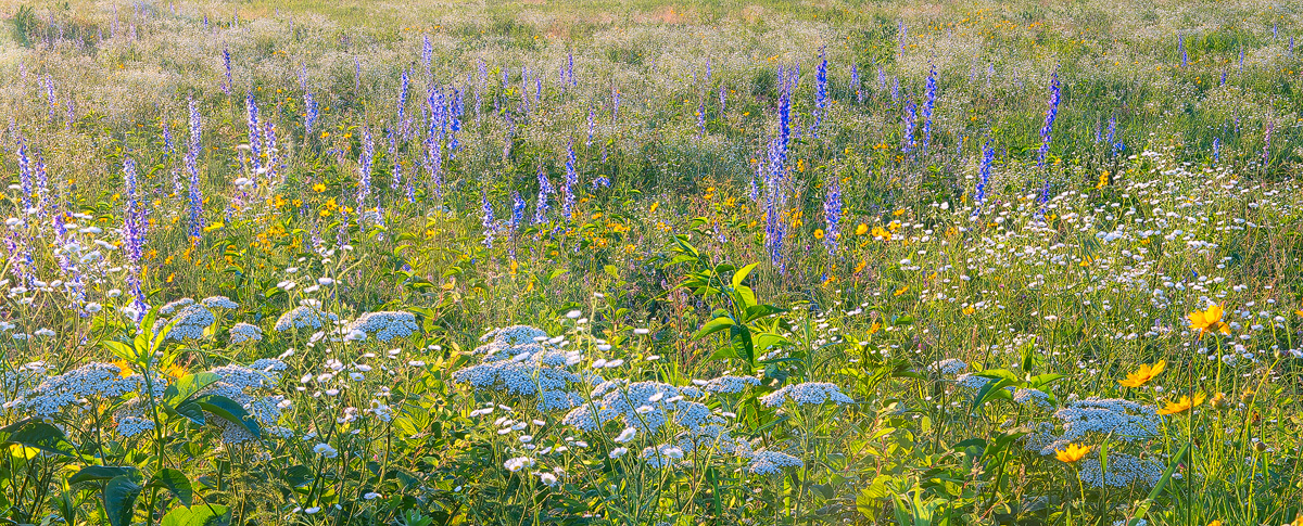 Carolina Larkspur in bloom.
