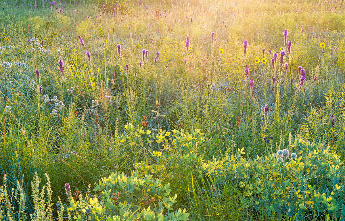 Early morning sunlight warms this diverse mixture of prairie forbs and grasses- Ozark Mountains.