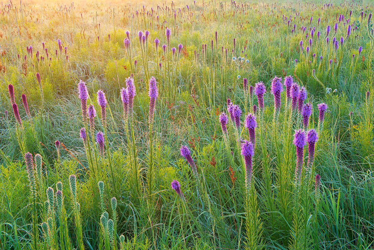 Wah Sha She is the largest remaining publicly-owned hardpan prairie in the US.