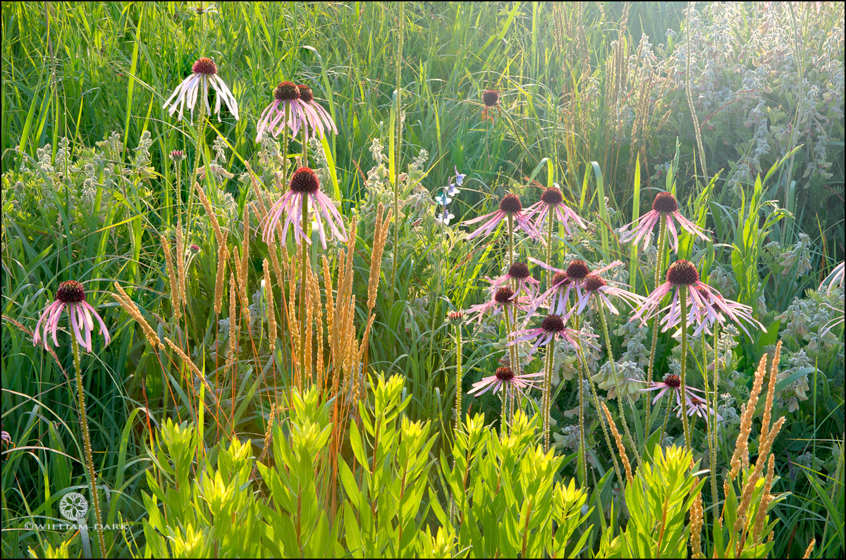 I always enjoy visiting this restored prairie located in Harrison Arkansas.&nbsp; The pale purple coneflower and blazing star...
