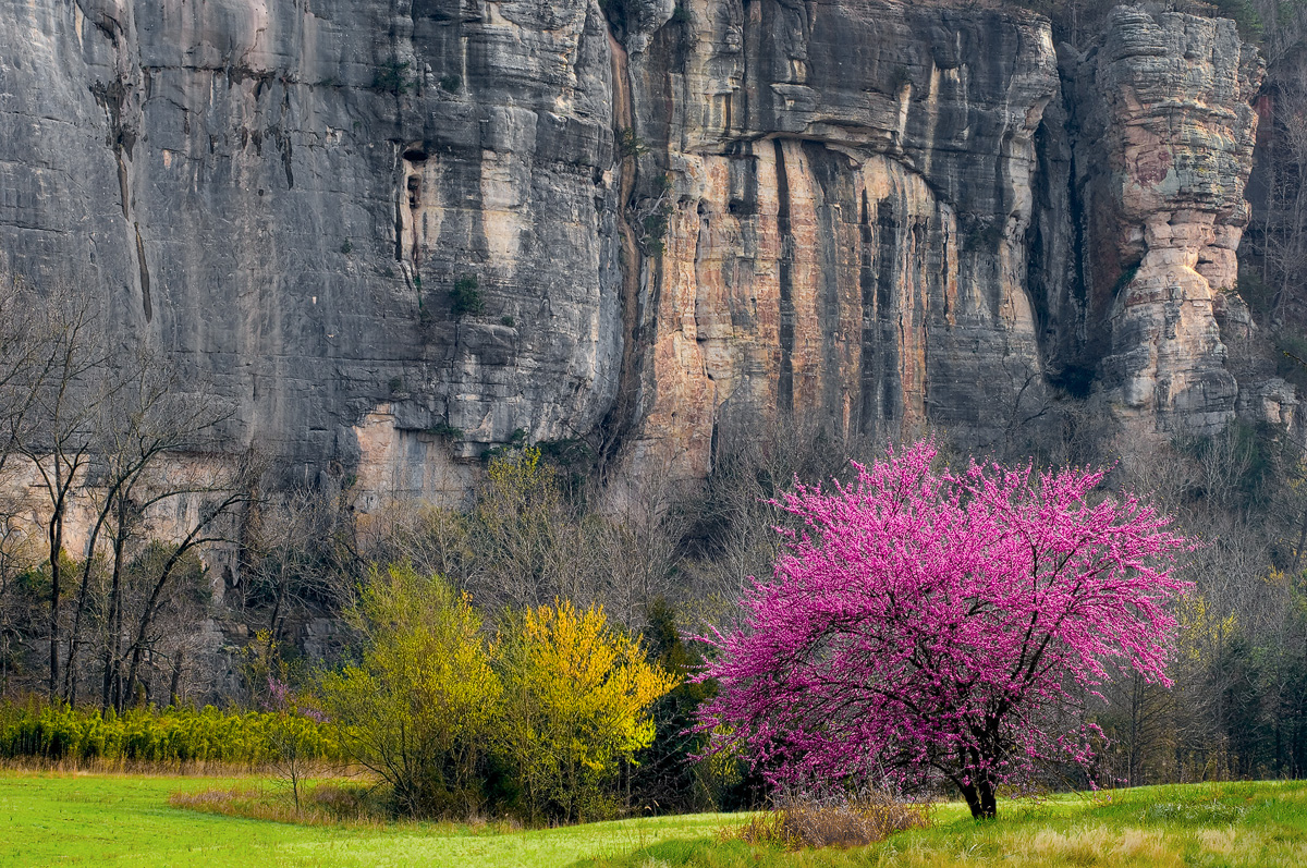 A redbud in peak bloom is sidelit by early morning sun, with Roark bluff in the background.