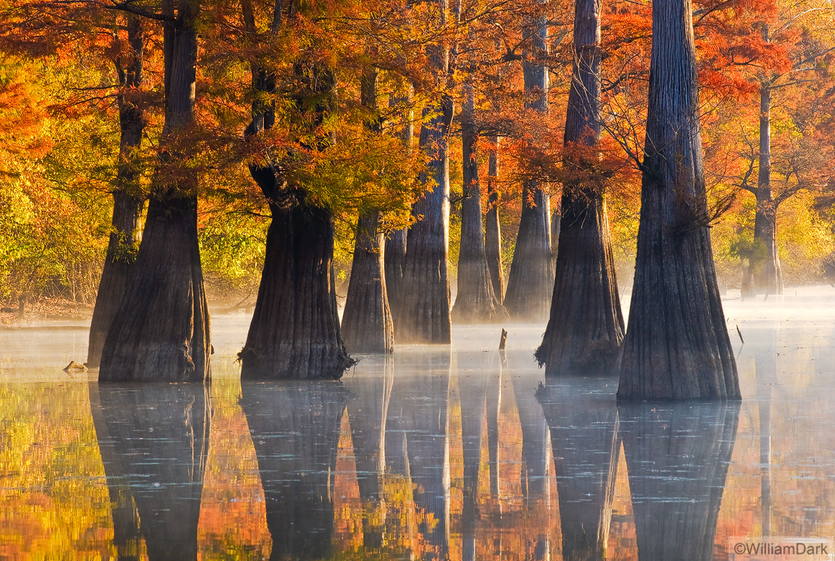 A group of large cypress trees glow in soft early morning light.