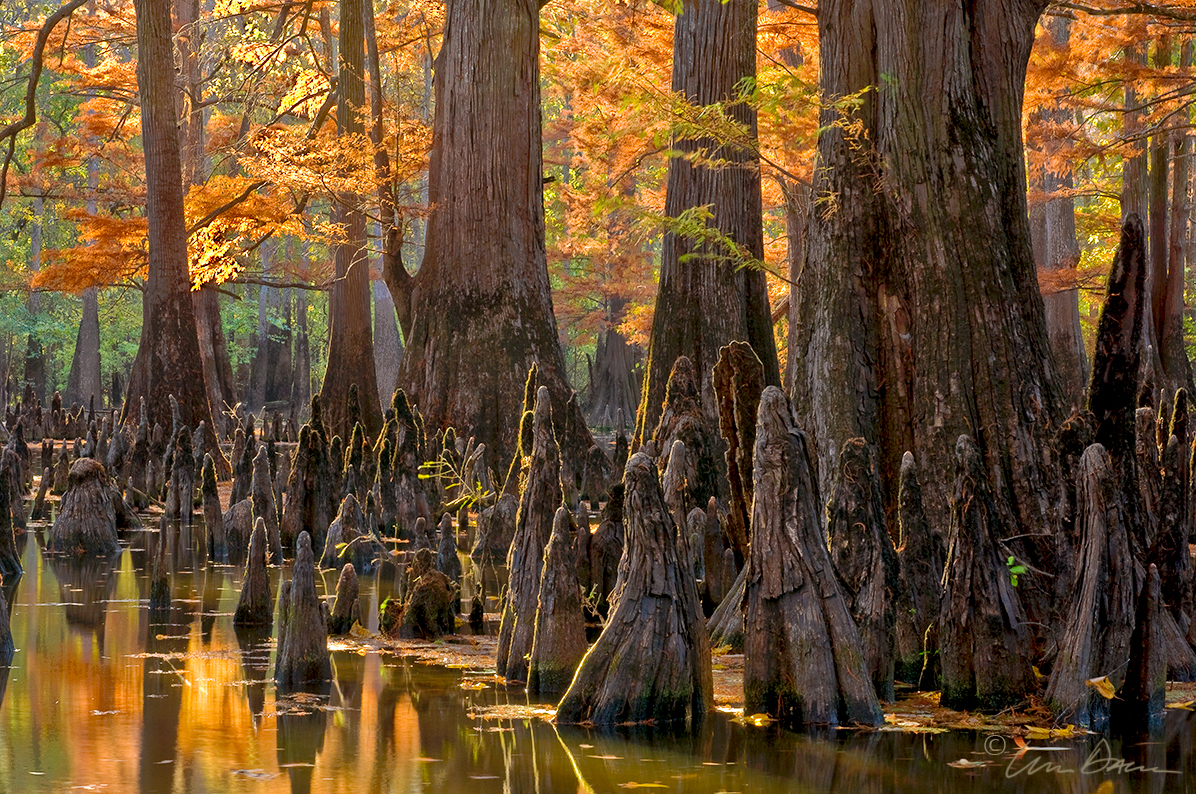 Late afternoon light filters through a cypress forest in eastern Arkansas.