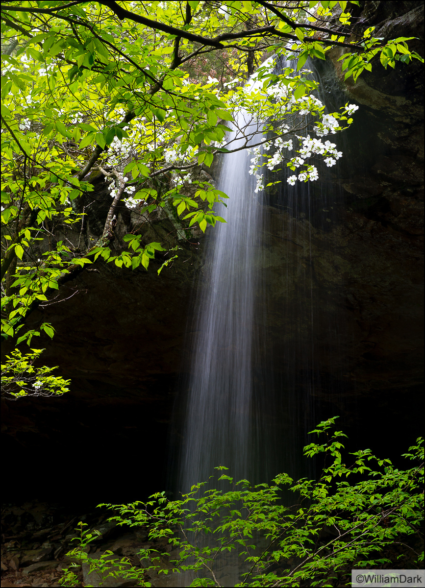 Backlit dogwood and waterfall.