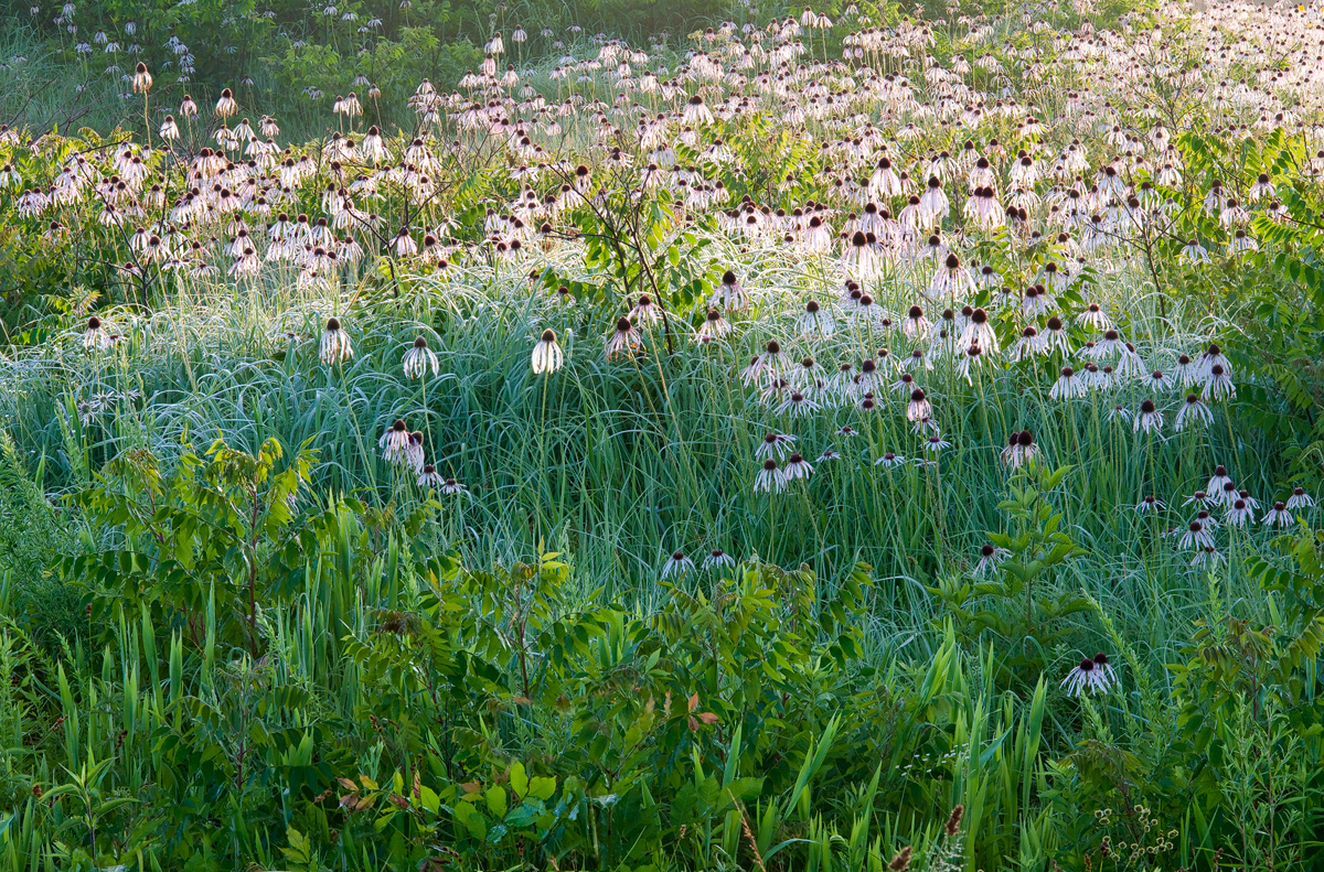 Early morning light grazes an abundant display of pale purple coneflower blossoms.